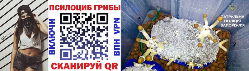 Псилоцибиновые грибы Magic Shrooms  наркота  мега tor  Кингисепп 